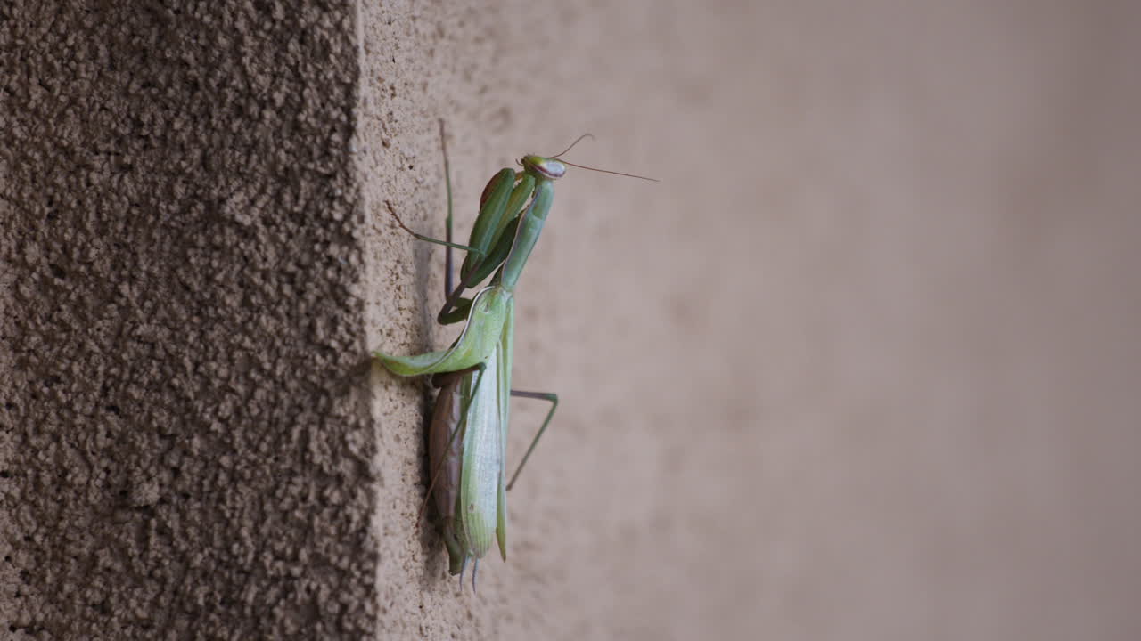 Primo piano di una mantide religiosa attaccata a un muro