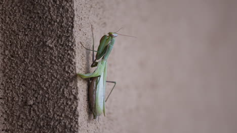 close-up of praying mantis attached to a wall