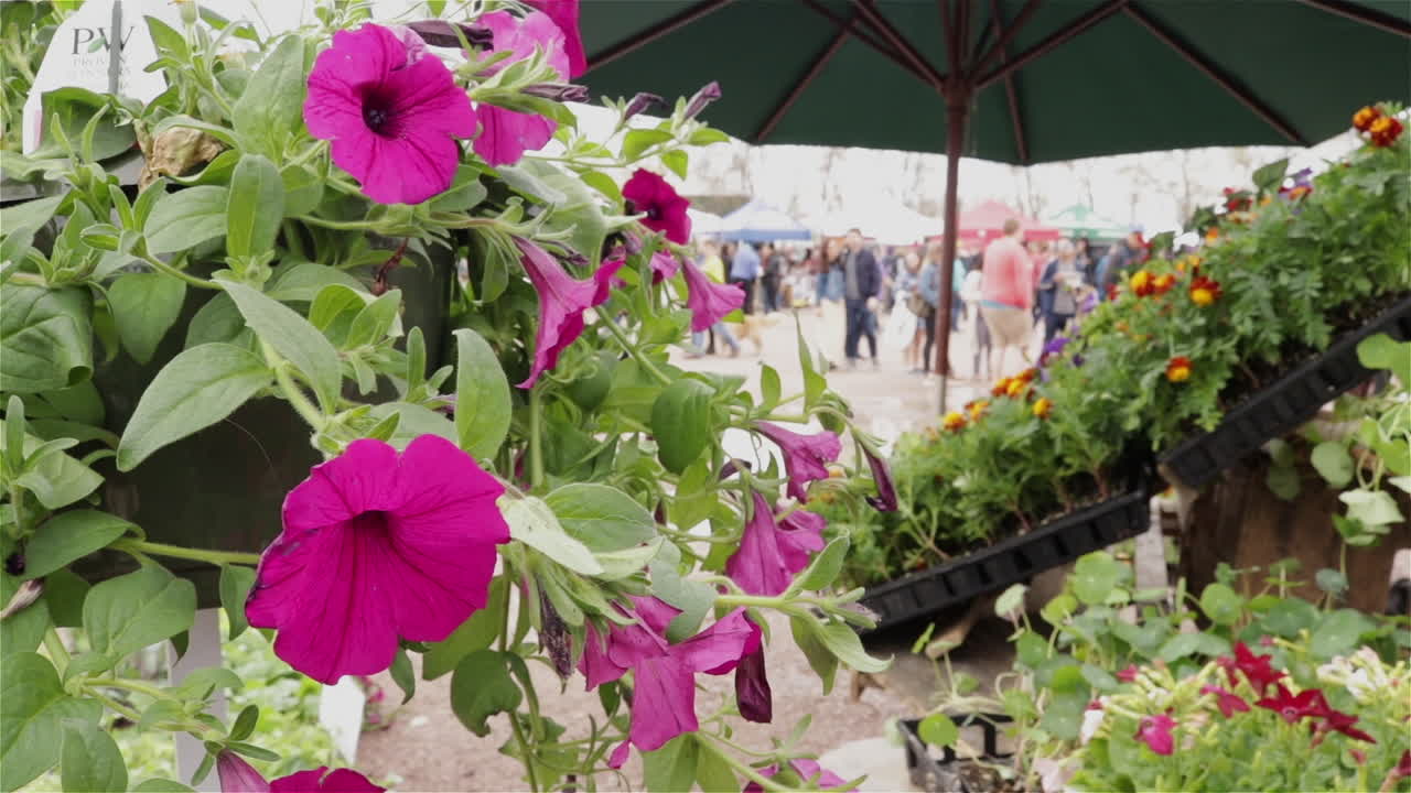Flower basket of petunias hanging at farmers market, close up