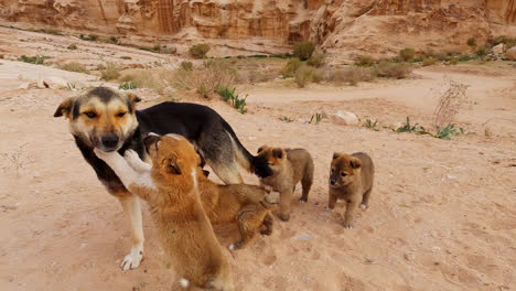 young puppies nursing on mother dogs milk in sandy desert landscape