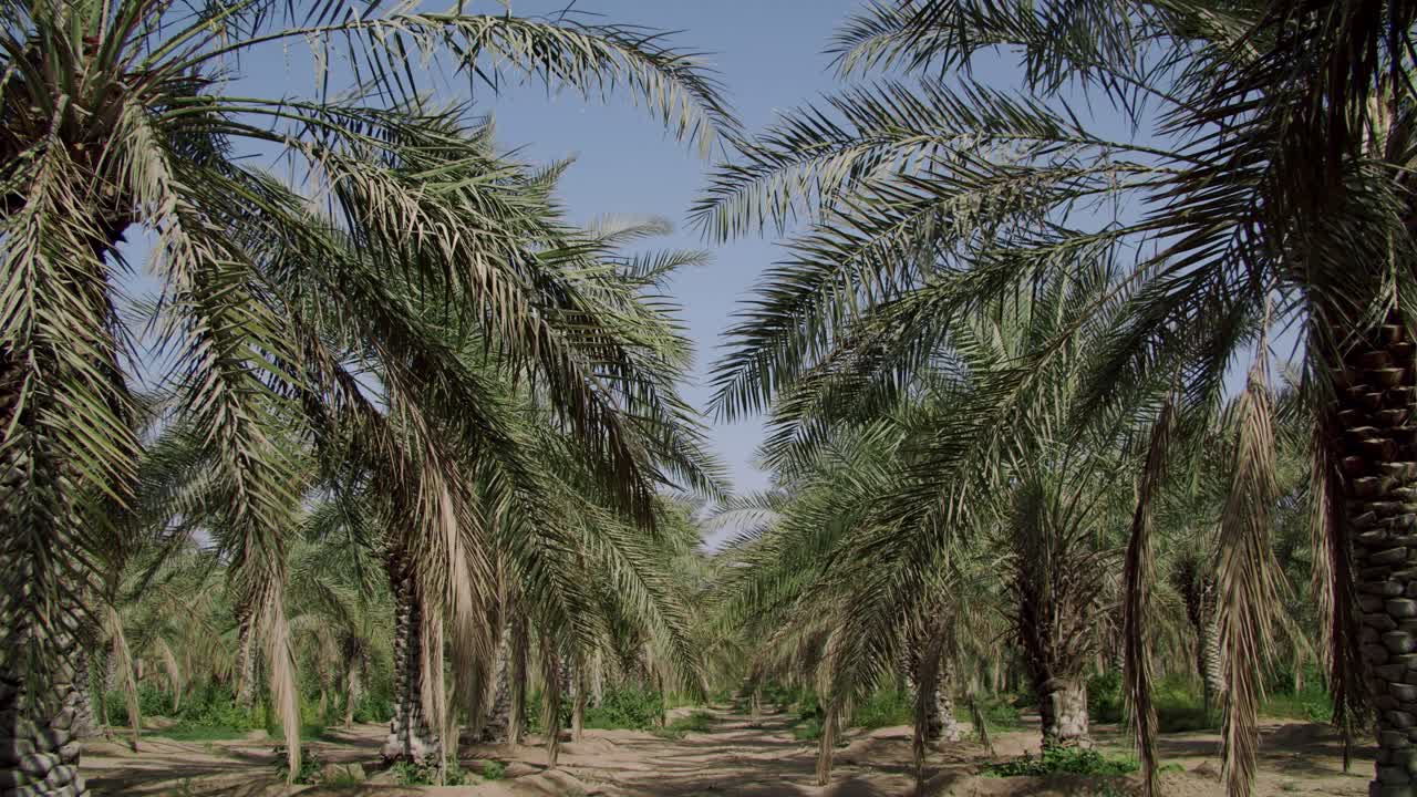 Dense Date Palm Trees In An Organic Farm On Sunny Summertime