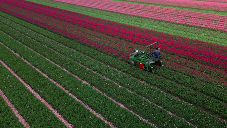 Luftdrohnenansicht,-Landwirtschaftliche-Maschinen,-Die-In-Bunten-Tulpenfeldern-Arbeiten,-Schneiden-Blumen-Besser-Reifende-Zwiebeln,-Die-Niederlande