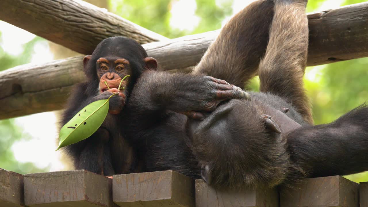 Cucciolo di scimpanzé che mastica una foglia accanto a una scimmia adulta