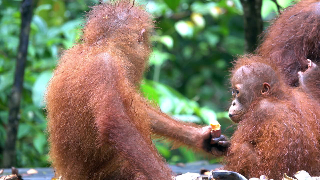 los orangutanes hermanos luchan en la estación de alimentación.