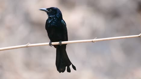 El-Drongo-Con-Cresta-De-Pelo-O-Es-Un-Ave-En-Asia-De-La-Familia-Dicruridae-Que-Era-Conespecífico-Con-Dicrurus-Bracteatus-O-Drongo-Con-Lentejuelas-En-El-Que-Puede-Ser-Difícil-Diferenciar-Entre-Sí