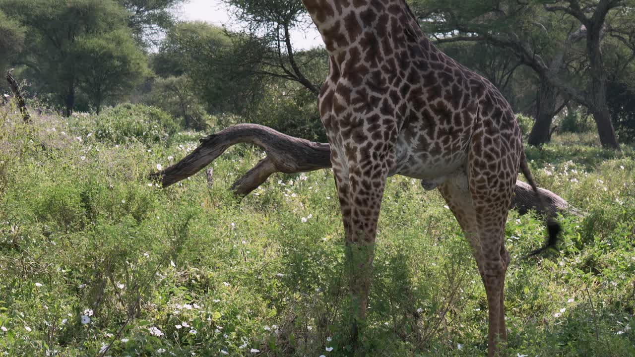 fotografía de cerca de una jirafa en el parque nacional de serengeti, tanzania, la cámara se inclina hacia arriba desde el cuerpo hasta la cabeza