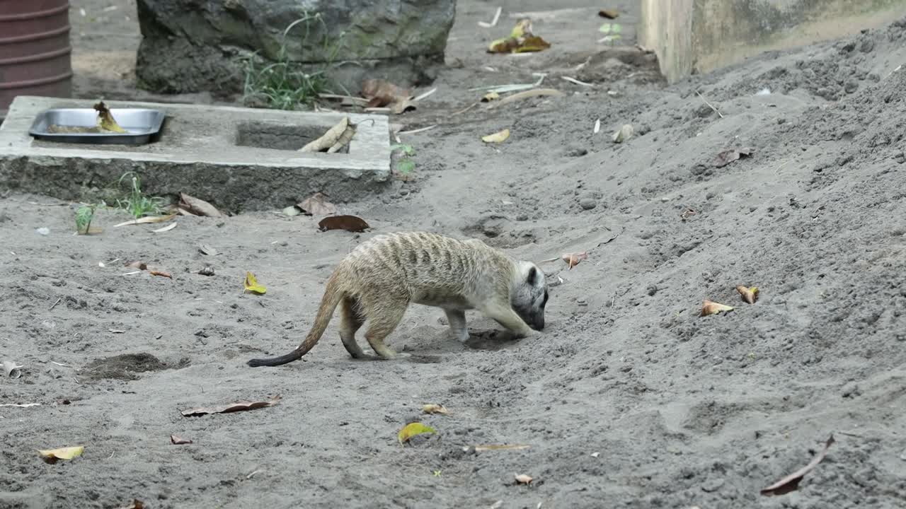 Suricato che si aggira su terreno sabbioso nel suo habitat naturale