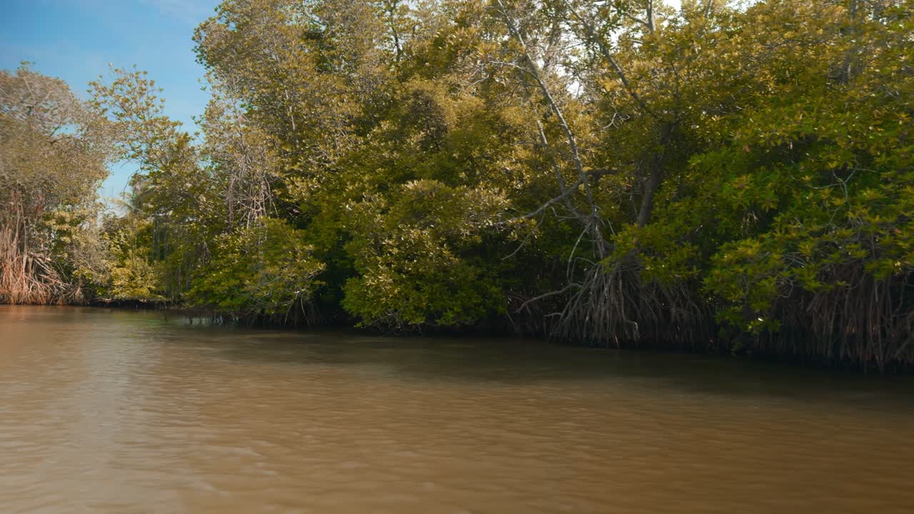 강 을 따라 있는 맹그로브 숲
