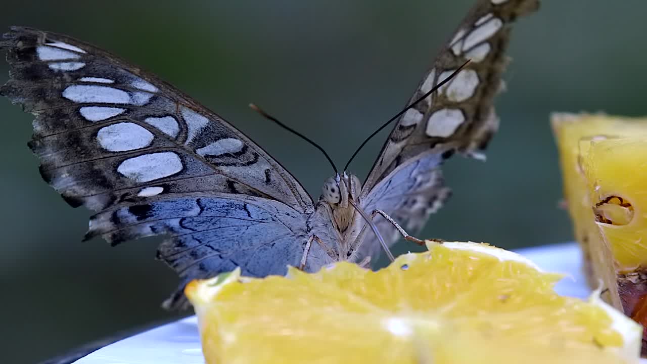Bella farfalla Clipper che si nutre e sorseggia succo da un ananas maturo - Primo piano.