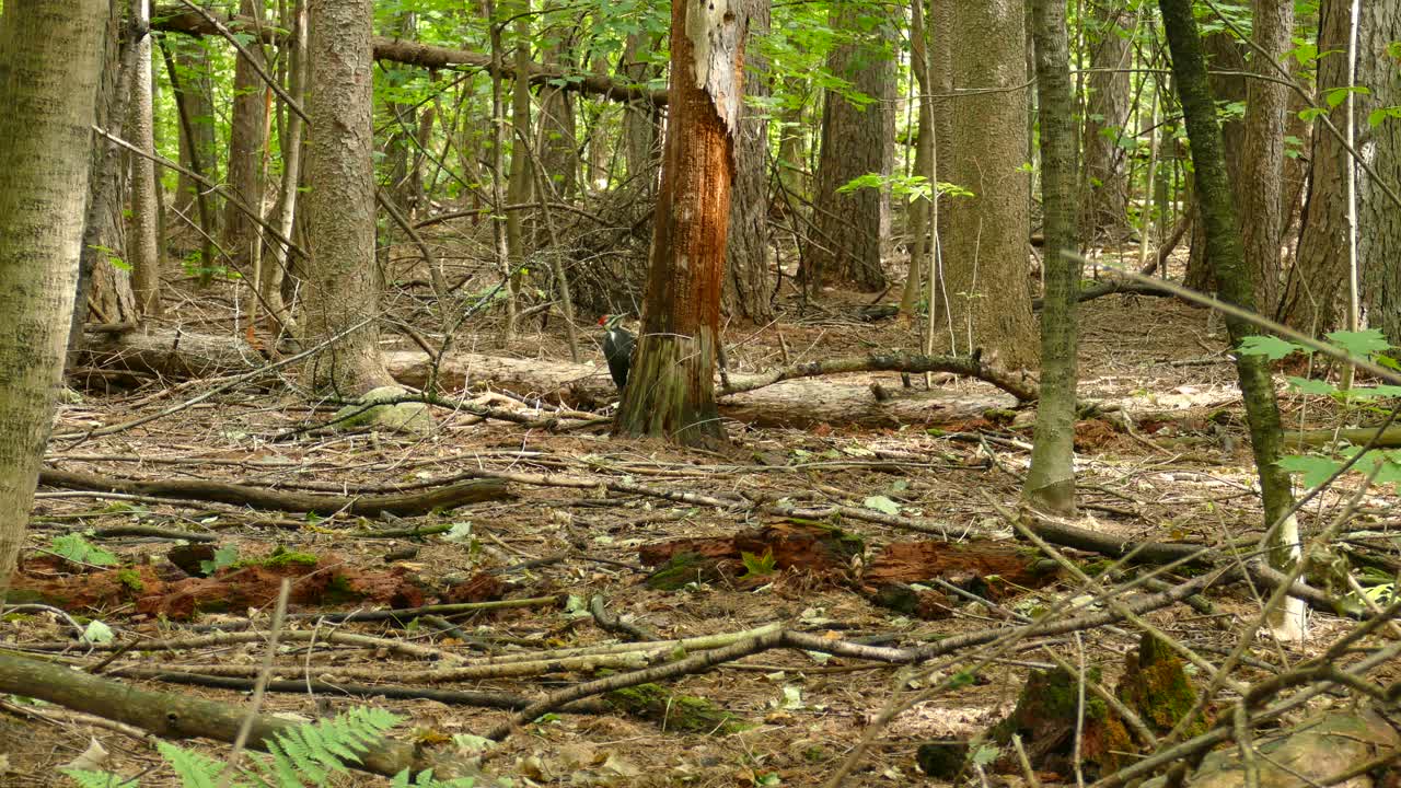 Picchio pileato che picchia alla base di un vecchio tronco d'albero in cerca di cibo