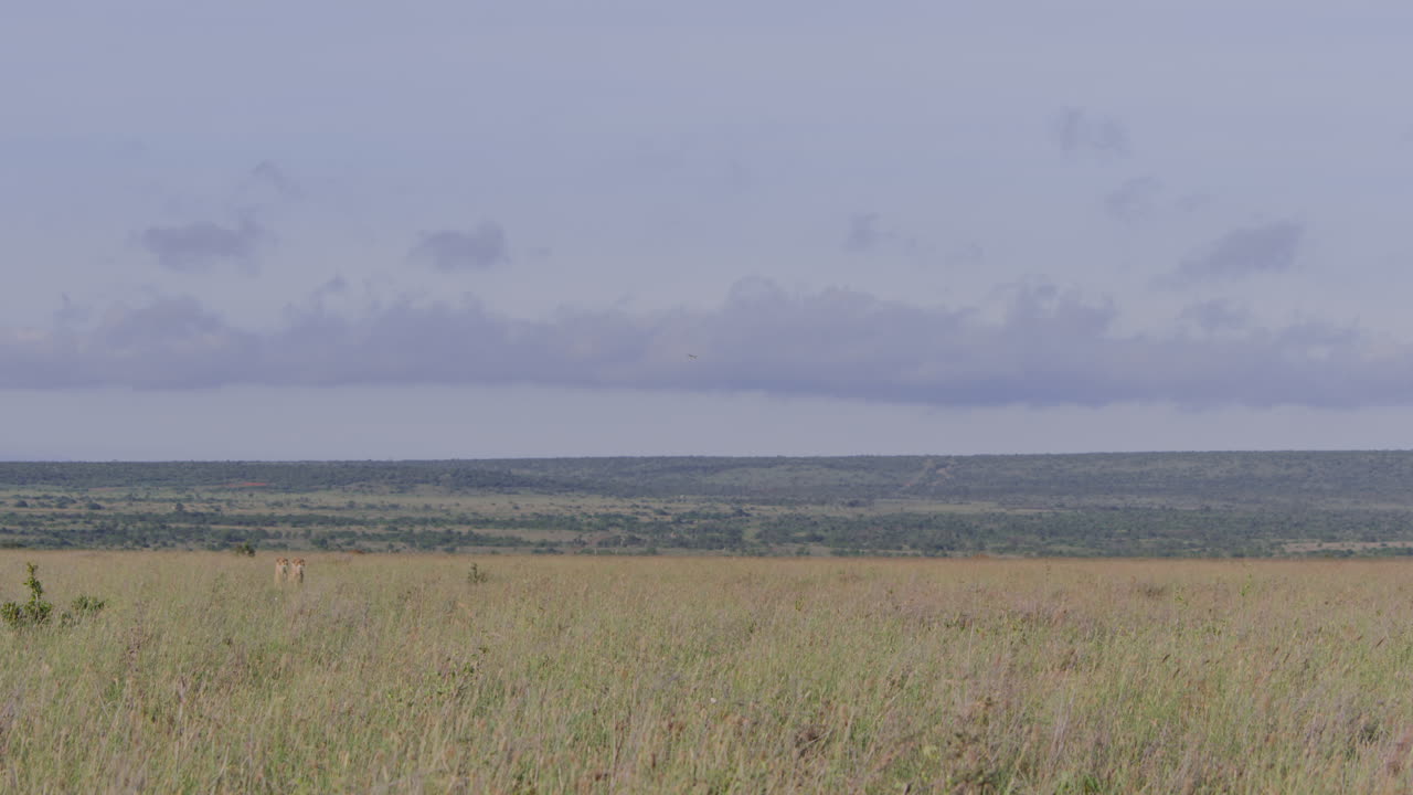 Two Cheetahs Standing in Tall Grass of African Savanna