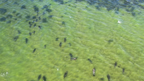 drone flying over hundreds of gray seals in the shallows off cape cod provincetown