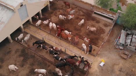 aerial overhead view over cow farm building in rural sindh, pakistan