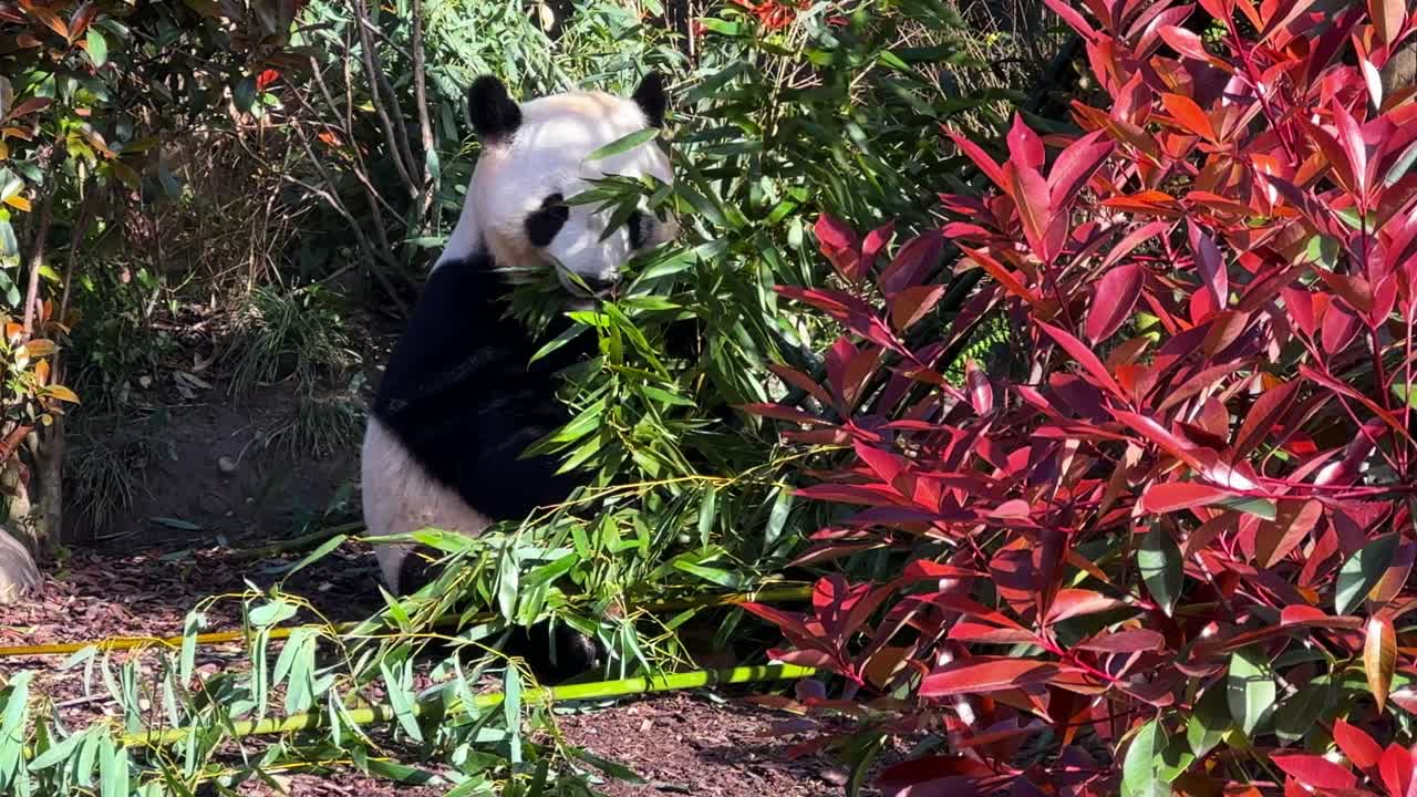 Panda sits on ground, taking apart bamboo stems for breakfast. Panda Research Centre, Chengdu, Sichuan, China