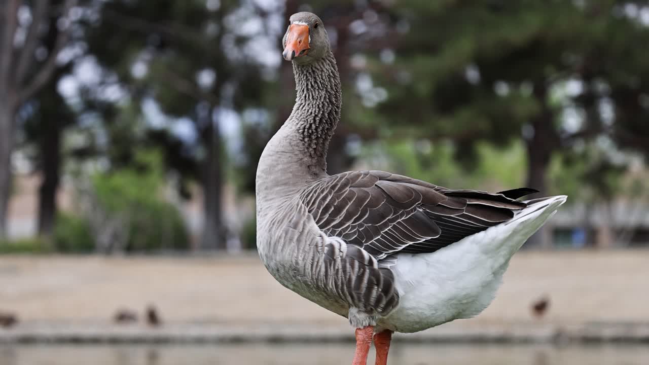 Greylag goose stands tall by a pond in a park. Static telephoto shot with soft bokeh and ample copy space—useful for urban wildlife, documentary, or background plates