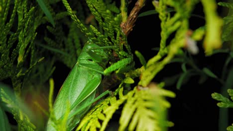 un saltamontes descansando sobre hojas verdes - toma de primer plano