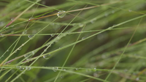 Fresh-Green-Grass-In-Field-With-Morning-Dew