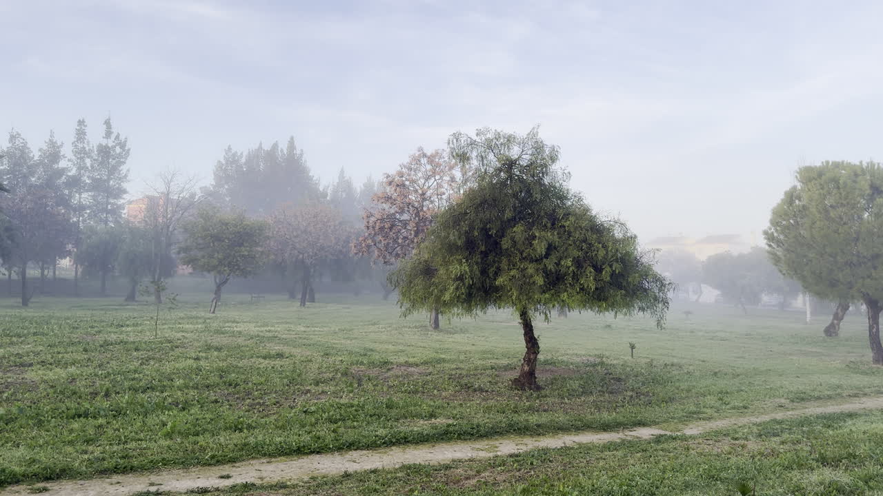 misty morning in open field with solitary tree and blooming flowers