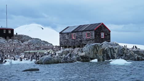 colonia de pingüinos port roy gentoo en la antártida, la península antártica vida silvestre y animales con el famoso edificio de la cabaña de la oficina de correos en un hermoso paisaje de invierno