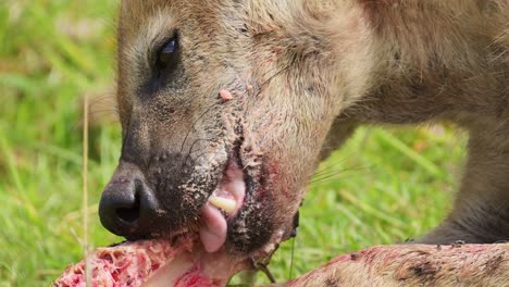 slow motion shot of close up detailed shot of hyena feeding on bones of remains, messy bloody mouth of predator scavenging for food in maasai mara national reserve, kenya, africa safari animals