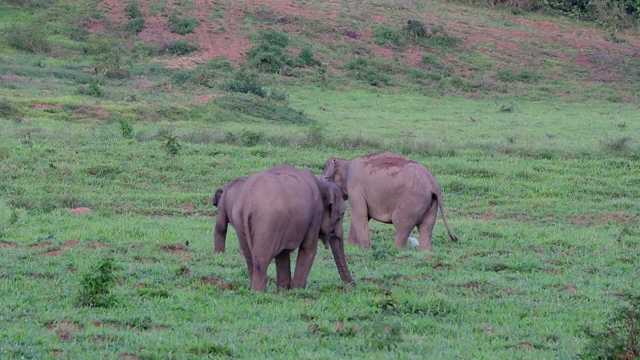 los elefantes asiáticos son especies en peligro de extinción y también son residentes de tailandia