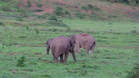 the asiatic elephants are endangered species and they are also residents of thailand