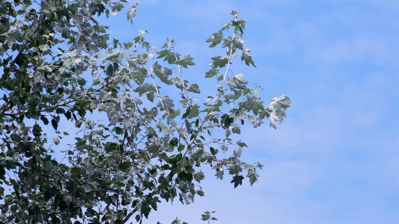 영국 워릭셔 의 여름 바람 에 부는  포플러 나무