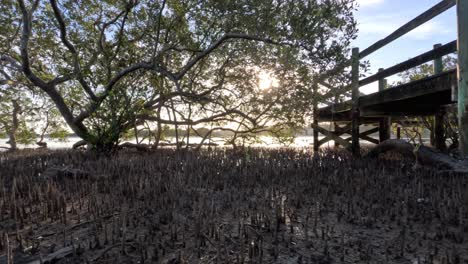 sunlight filters through trees over a marshland bridge.