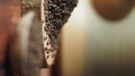 primer plano de hojas de té secas