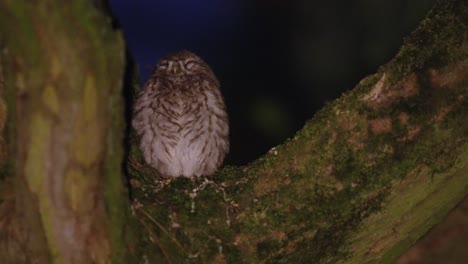 An-owl-waking-up-from-sleep-on-a-tree-branch,-close-up