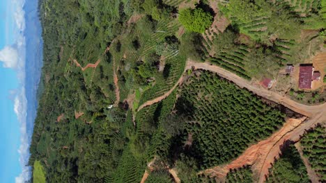 small village in ocoa and tracks between hilly plantaiton fields of coffee farm. sunny day in summer season, dominican republic. cultivation of coffee theme. vertical establishing shot.