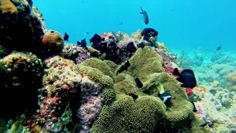 un vibrante arrecife de coral con peces de colores