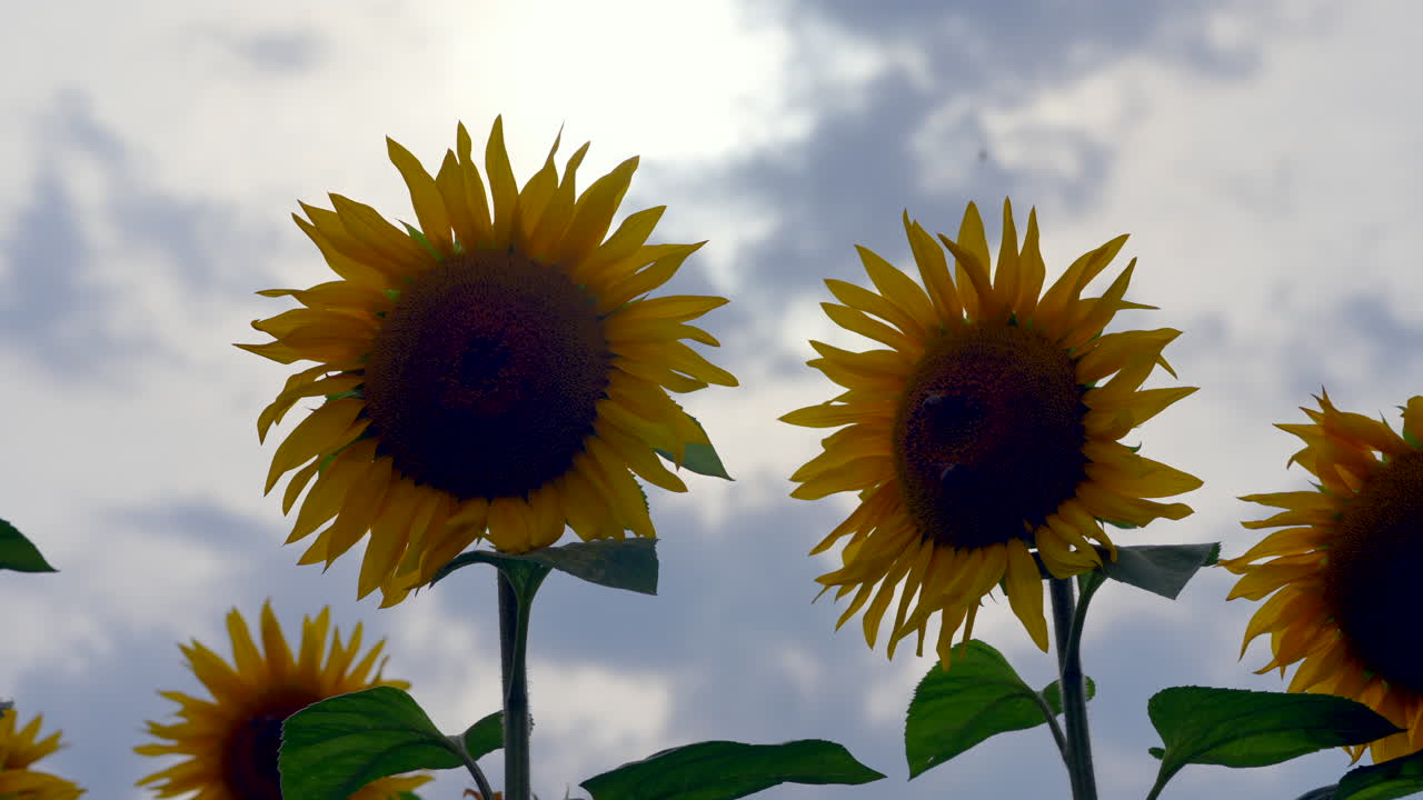 Yellow blooming sunflowers in front of blue sky with clouds in summertime - Rural agricultural field in European countryside