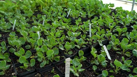 different vegetable plants are seen together on a table