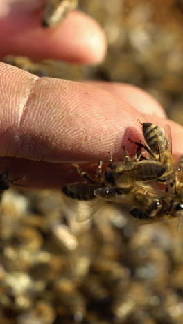 Beekeeper is working with bees and beehives on the apiary. Bees on honeycomb. Frames of a bee hive. Beekeeping. Honey. Vertical video