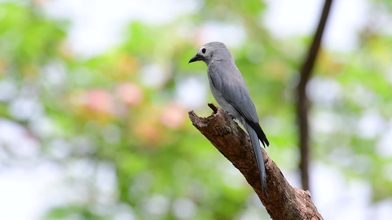 пепельный дронго - пугливый постоянный мигрант в таиланде, который любит сидеть высоко на ветвях, до которых может не достать человек или животное, легко снимая и ловя насекомых.