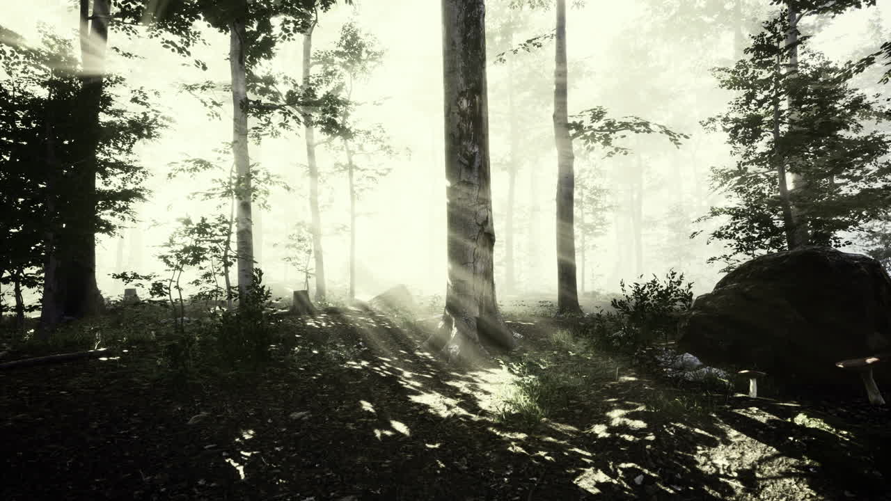 밝은 빛 광선이 조용한 숲의 나무들을 가로질러 흐른다.