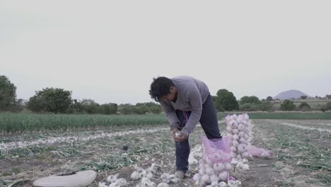 un agricultor cosechando cebollas maduras en una granja
