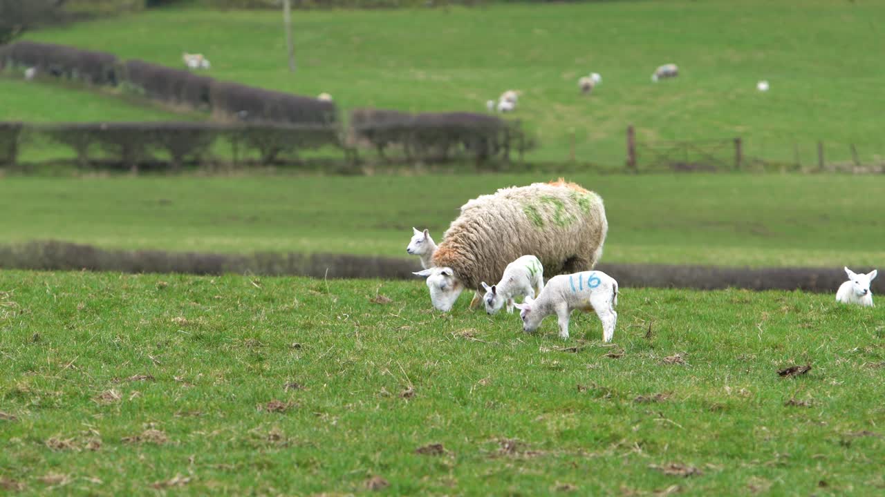 그린 필드에서 양 어머니를 따라 아기 양
