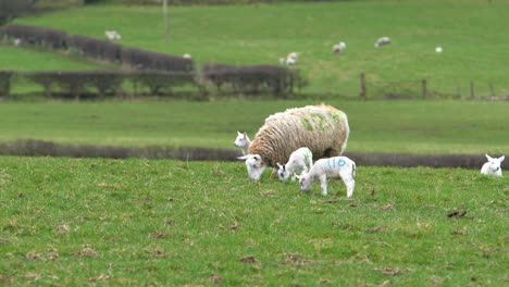 baby lambs following sheep mother in green field