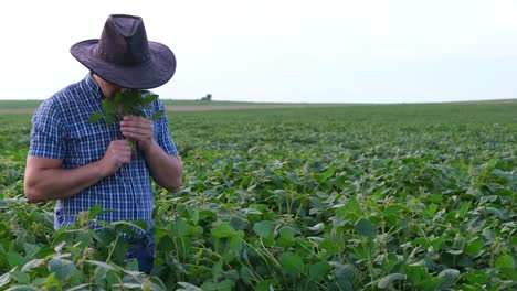 a farmer in a cowboy hat stands in the middle of a field of young soybeans and inspects the plants a young farmer in a cowboy hat stands in the middle of a field of young green soybeans and inspects the young plants agricultural inspection of plants planting of agricultural plants