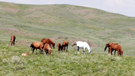 horses spring meadow pasture 4k