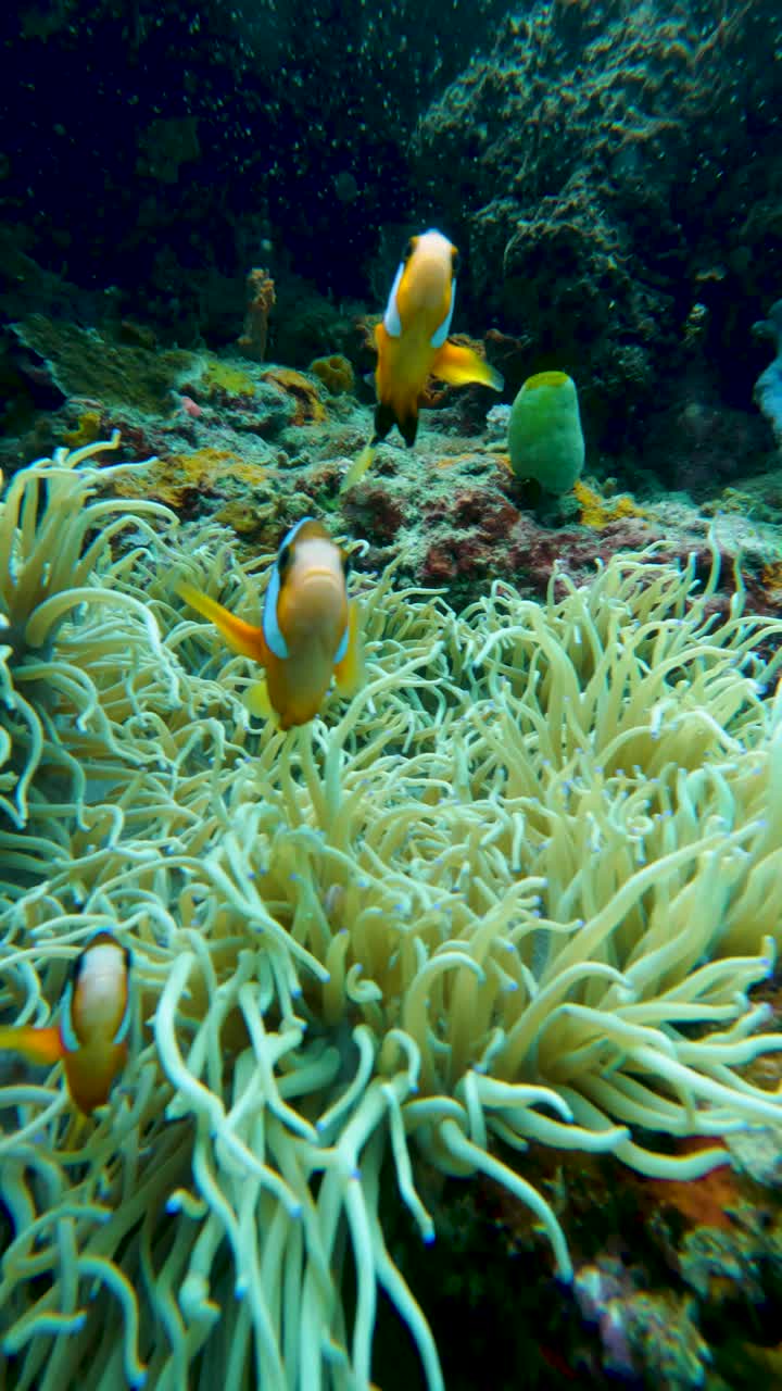 Pesci pagliaccio colorati annidati nel corallo – Filmato subacqueo di Bali