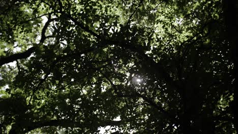 Sunlight-shining-through-dark-trees-in-the-forest