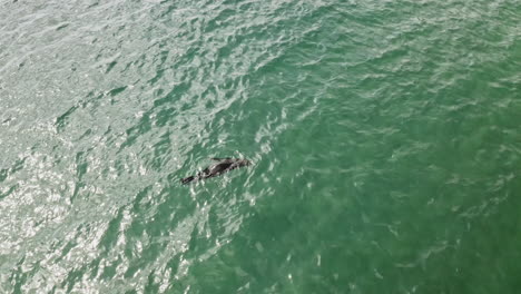 Lobo-Marino-Del-Cabo-Nadando-Libremente-En-Las-Claras-Aguas-Azules-Del-Mar-En-Vleesbaai,-Cabo-Occidental,-Sudáfrica---Toma-Aérea