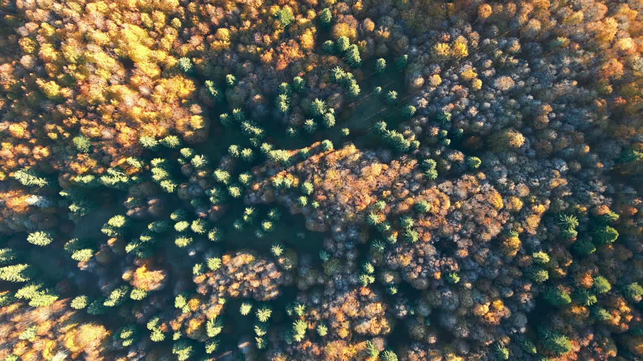 toma aérea de árboles de otoño en un bosque virgen bajo la luz del sol