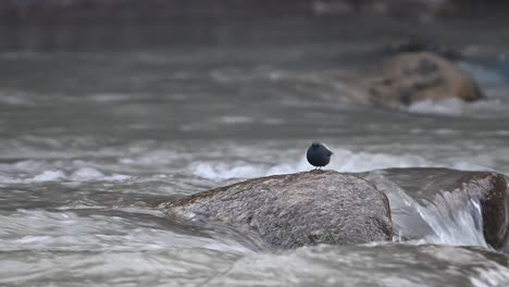 plumbeous water redstart perching on rock in water stream in morning