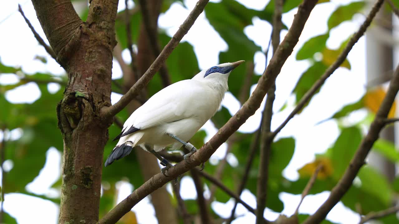 bali myna, leucopsar rothschildi, encaramado en la rama de un árbol, explorando los alrededores, extiende sus alas y vuela lejos, fotografía de cerca de especies de aves en peligro crítico de extinción en un recinto
