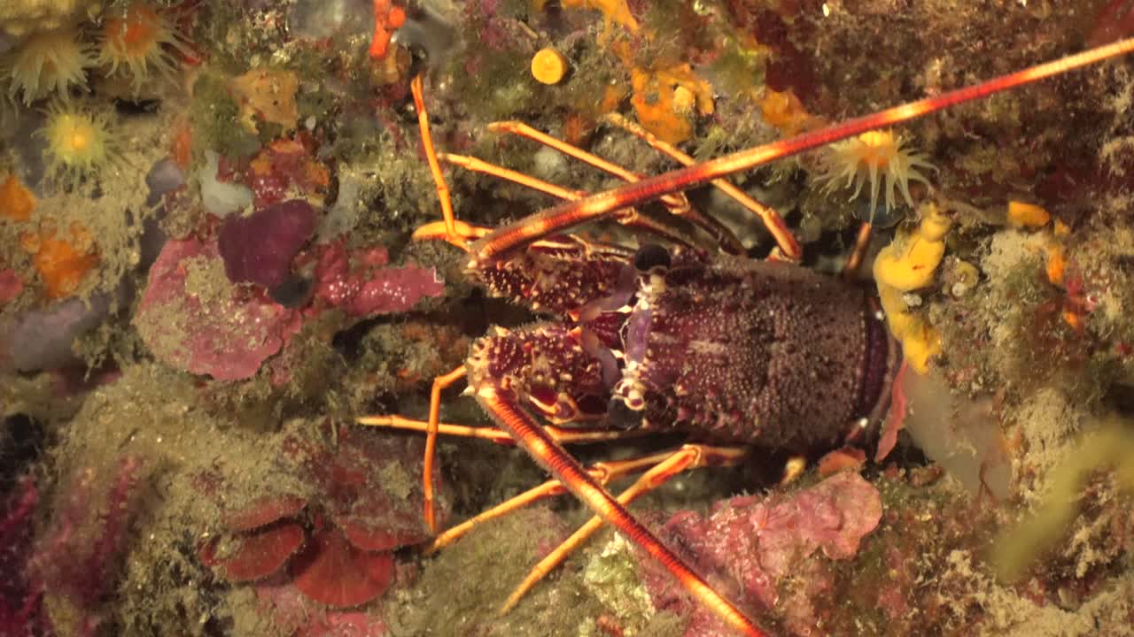 지중해 랍스터는 지중해의 암초에 가까이 있습니다.