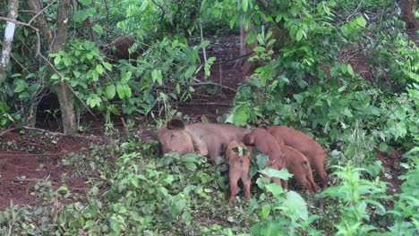 piglets sucking milk from pig breast on forest